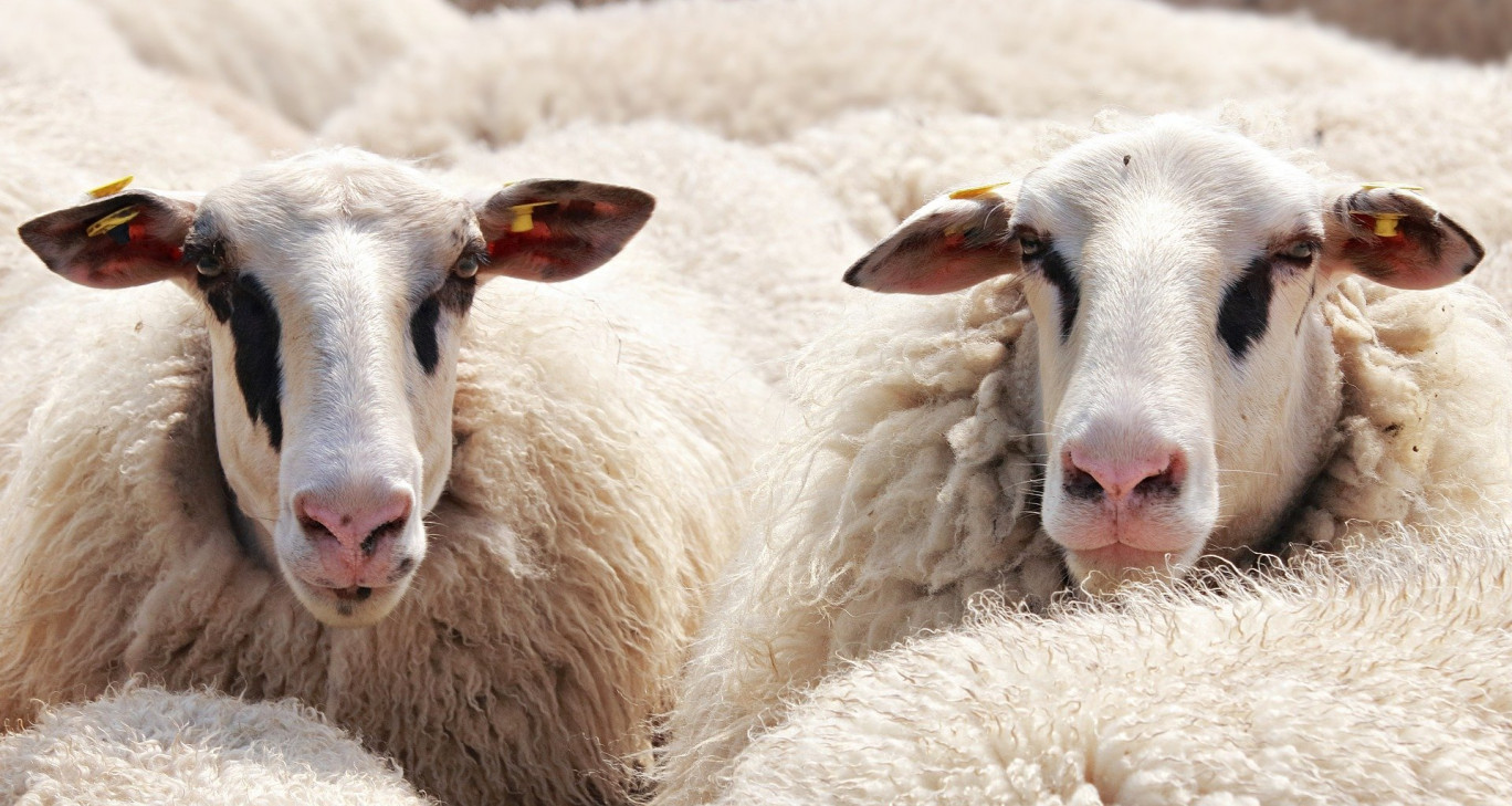 La laine de la filière ovine française demeure encore sous-valorisée. 