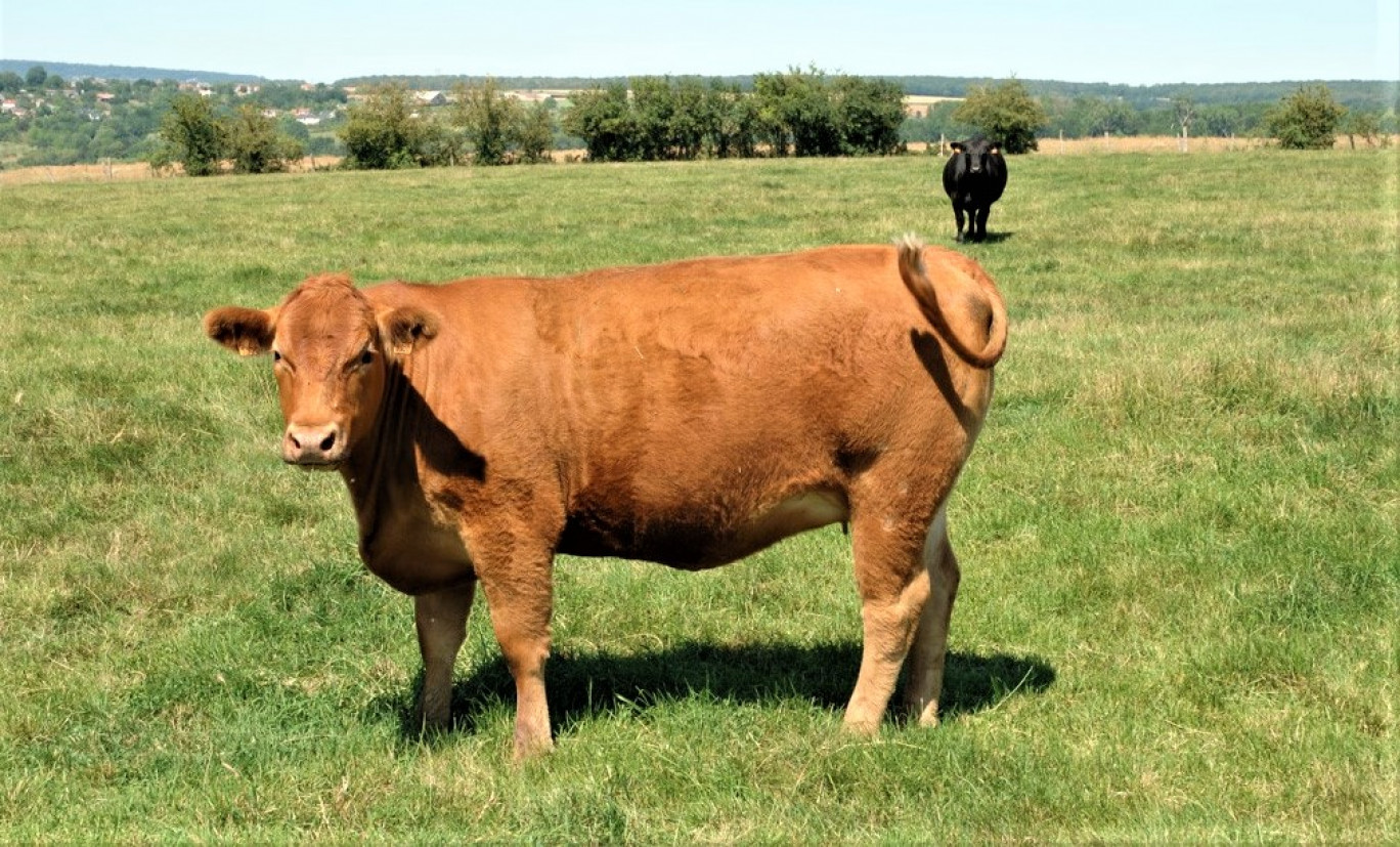 (c) : Bovinext. La Redyblack est la première race bovine, depuis des décennies, à obtenir son agrément OS en France.