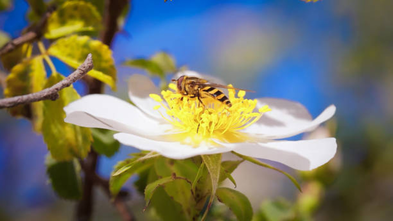 Protéger les pollinisateurs : une mission prépondérante. 