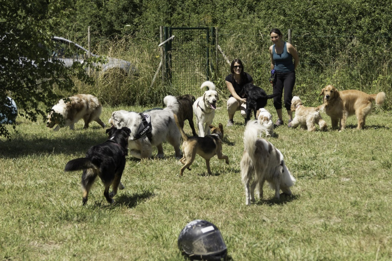 Morgane Thomas et Audrey Frézé vouent une passion incontournable pour les chiens