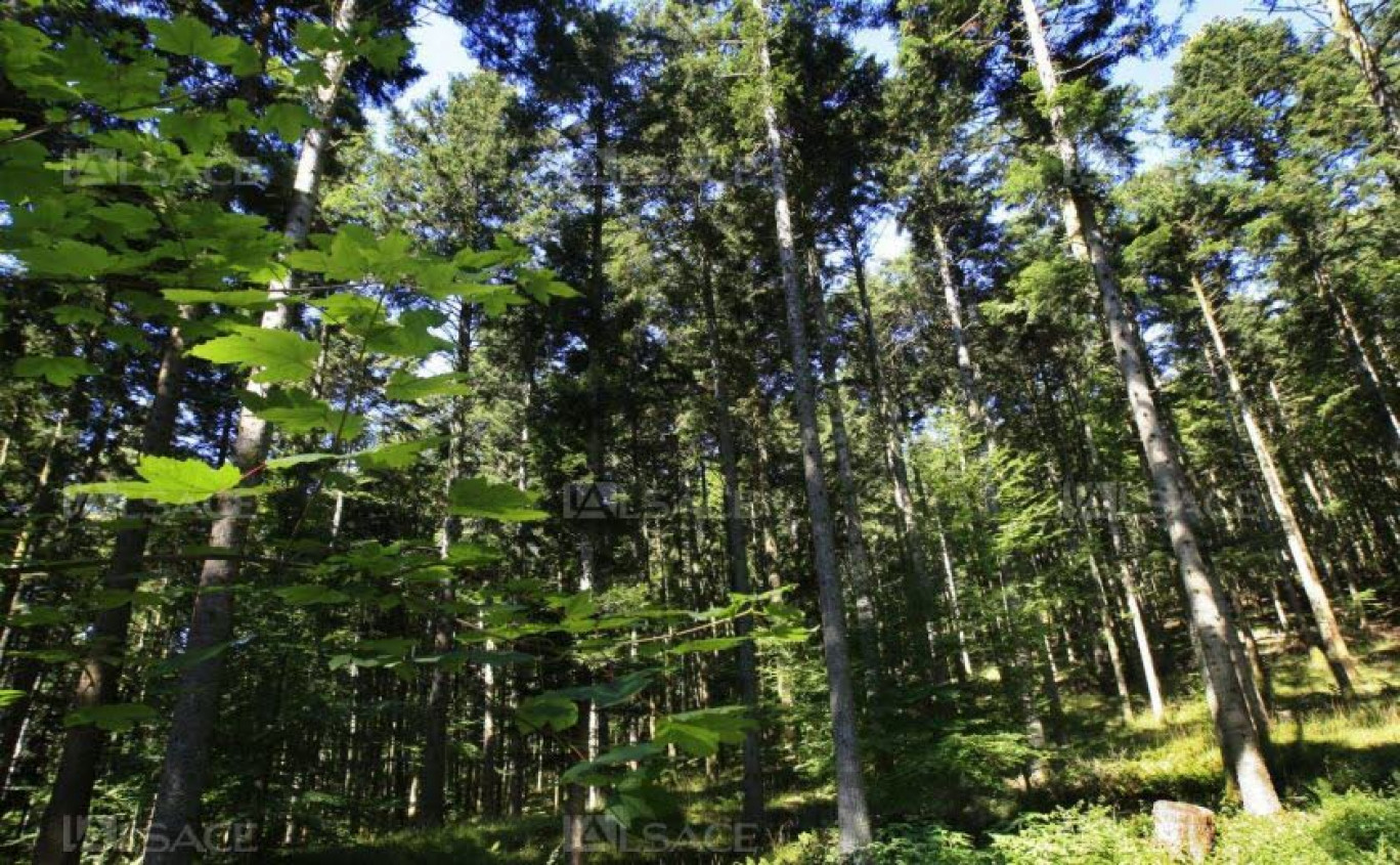 33 % de la surface Grand Est sont boisés : un atout majeur pour la filière forêt bois régionale.