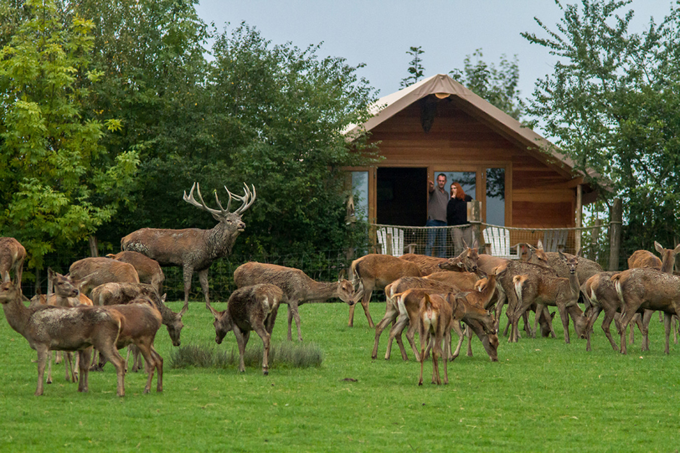 La Lodge des cerfs au Parc de Sainte-Croix à Rhodes. Crédit photo : Morgane Bricard/Parc animalier de Sainte-Croix.